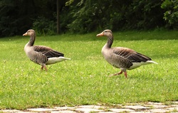 Two Geese Bird on Grass