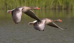 Two Geese Birds Flying