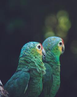 Two Green Parrot