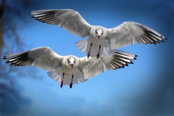 Two Gull Birds Flight