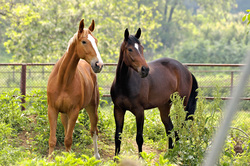 Two Horse Photo