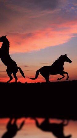 Two Horses Shadow During Sunset