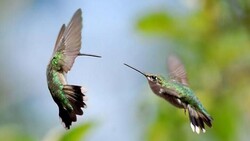 Two Hummingbird Fighting