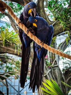 Two Hyacinth Macaws Perched Birds on Rope