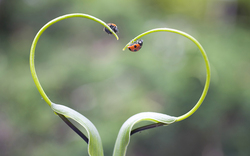 Two Insect on Green Leaves Beautiful Photography