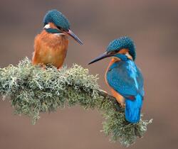 Two Kingfisher Bird on Tree