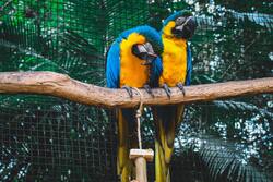 Two Macaws Parrots on Branch in Zoo