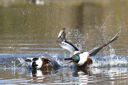 Two Mallard Duck Birds Playing In River