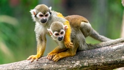 Two Monkeys Ultra HD Wallpaper
