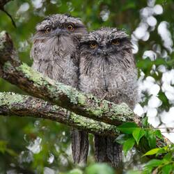 Two Owl Birds Setting on Tree