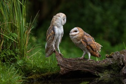 Two Owls Together