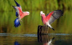 Two Parrot Love in Lake