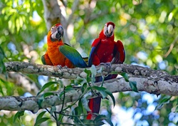 Two Parrots on Branch Macro Photography