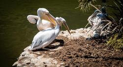 Two Pelican Perched on Soil