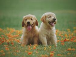 Two Puppies in Garden