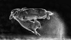 Two Rabbits Fighting