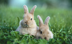 Two Rabbits In A Grassfield