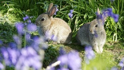 Two Rabbits in Farm