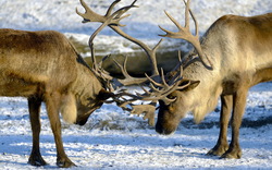 Two Reindeer Fighting
