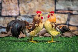 Two Rooster Bird 5K Photo