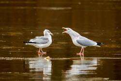 Two Seagull Birds Amazing Photography