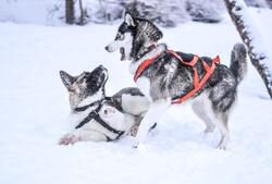 Two Siberian Husky Dogs Playing in Snow