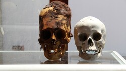 Two Skulls on Desk Horror 5K Photo