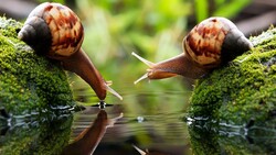 Two Snails 4K Photo
