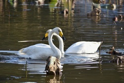 Two Swan in Lake