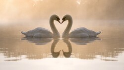 Two Swan on Lake