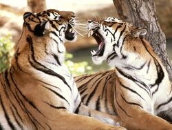 Two Tiger Roaring Photo