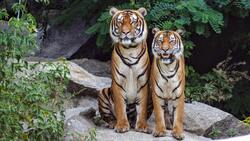 Two Tigers Pic