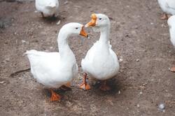 Two White Ducks Images