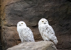 Two White Owl on Stone