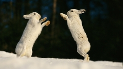 Two White Rabbit Playing