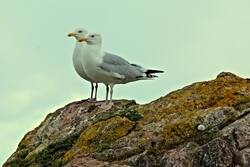 Two White Seagull Bird on Rock
