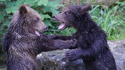 Two Wild Bear in Forest River
