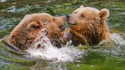 Two Wild Bear in Water