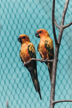 Two Yellow and Red Parrot in Zoo