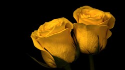 Two Yellow Roses Flowers 4K Pic