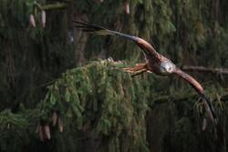 Ulta HD Photo of Eagle Bird
