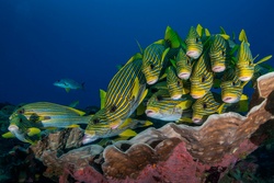 Underwater Beauty of Green Fish