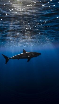 Underwater Shark Mobile Pic