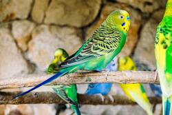 US Parakeet Bird Photo