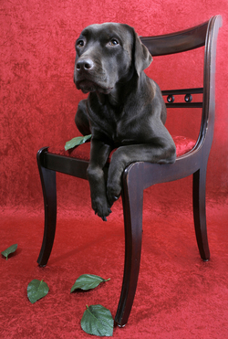 Vault Labrador Dog on Chair