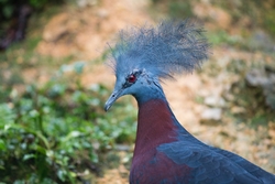 Victoria Crowned Pigeon Photo