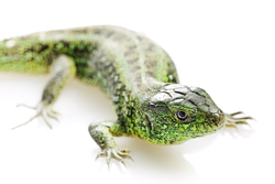 Vivid Green Lizard