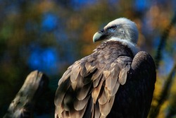 Vulture Bird Wallpaper Download