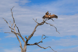 Vulture Couple on Dry Tree Pic