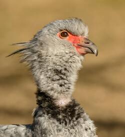 Vulture With Pointed Beak In Zoo Mobile Wallpaper